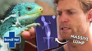 Dr. Chris Makes Alarming Discovery Inside Iguana's Belly! | Full Episode | E37 | Bondi Vet