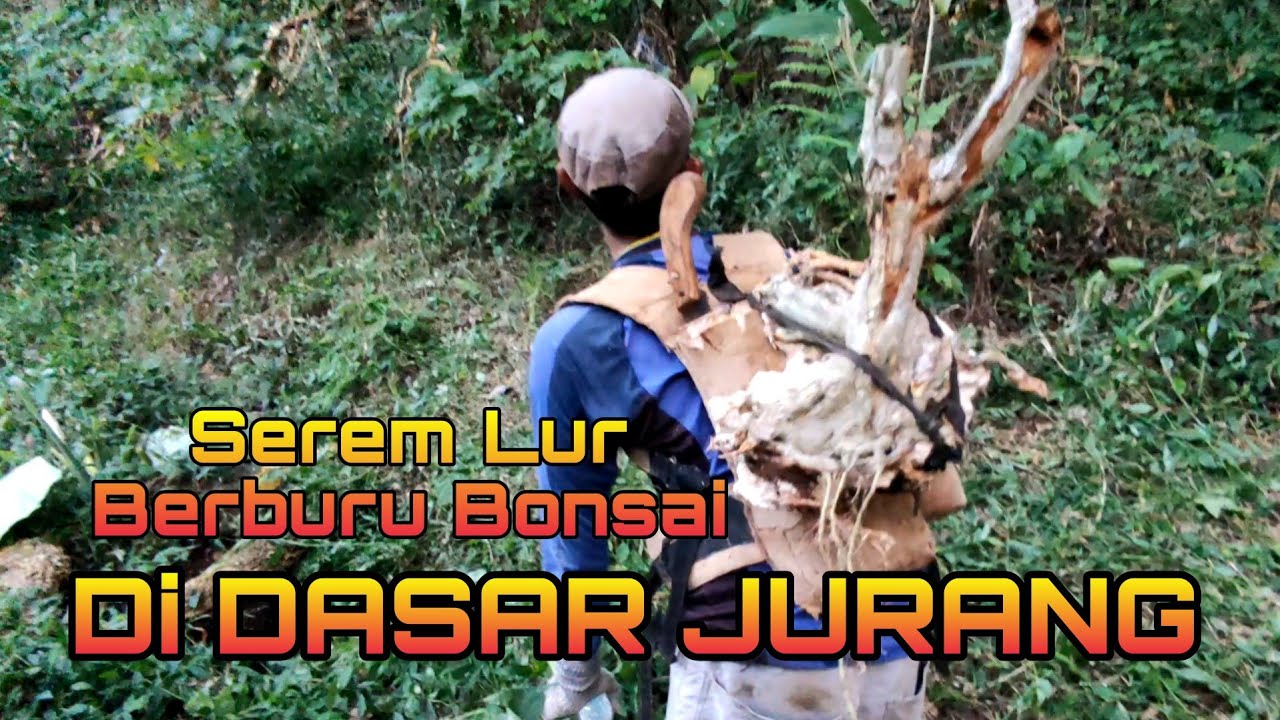 Serem Lur Berburu bonsai Di Dasar Jurang