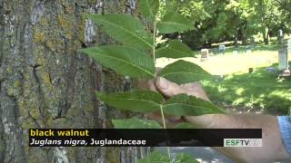 Trees with Don Leopold - black walnut