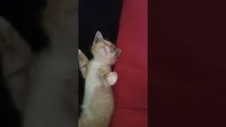 Kasihan  Melihat Kucing Buta Ini Tertidur Pulas