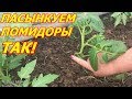 Пасынкуем помидоры ТАК !!!