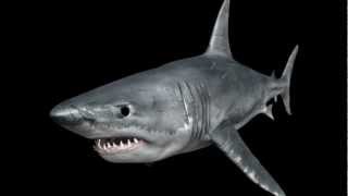 Shark 3D model |Animal Fish / Aquatic 3D model | max, 3ds, obj, c4d, lwo