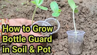 How to Grow Bottle gourd Loki in Soil & Pot ! लौकी को जमीन और पॉट में कैसे लगाएं