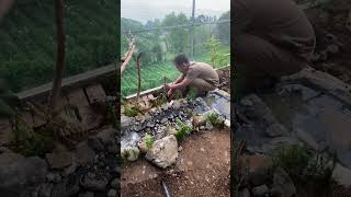 Planting a Plants in my Aviary #aviary #planting #plants