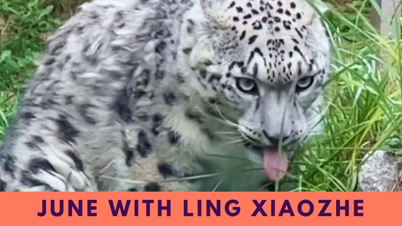 Looking Back at June: Ling Xiaozhe’s Recovery