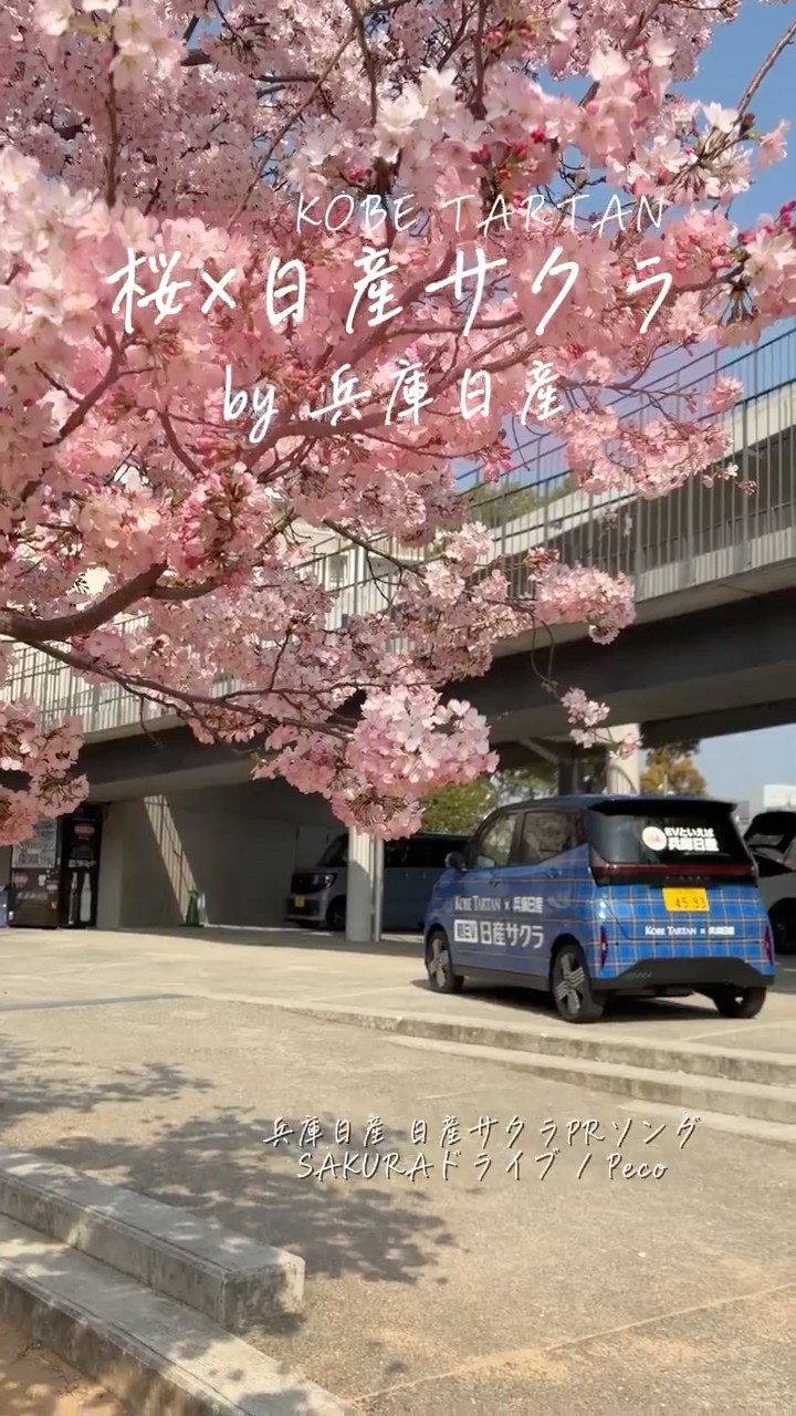 Nissan Sakura] Cherry blossoms x Nissan Sakura: Blooming declared