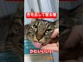 舌を出して寝る猫がかわいい　#shorts #cat