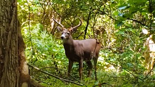 White-tailed deer Sighting Around the Hudson River Palisades