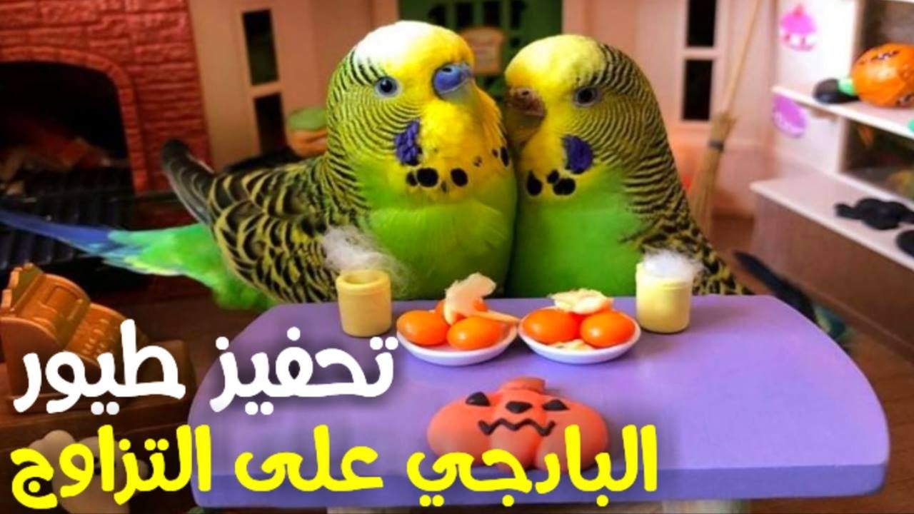 اصوات عصافير الحب