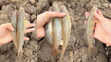 Câu Cá Bống Cát Bằng Phao Mốt Đơn Giản Mà Dính Nhiều Cá | Út Miền Tây