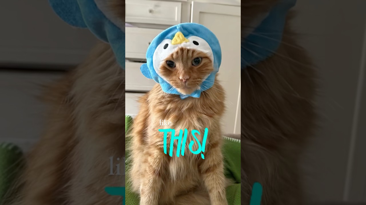 Budget Friendly Halloween Costume Idea for Your Pet: Animal ‘Hats’ from 