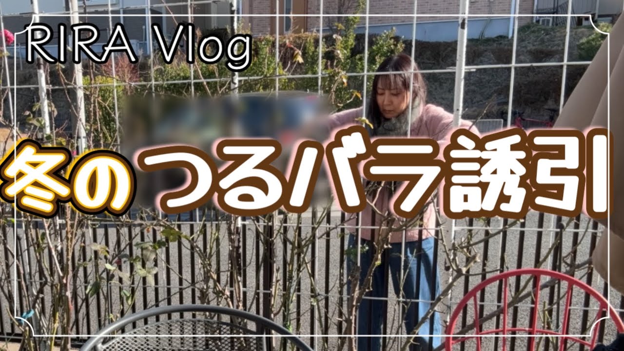 冬のバラ仕事。凍える手でつるバラ誘引｜ガーデニングVlog