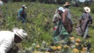 COSECHANDO PIÑA AYOTOXCO DE GUERRERO PUEBLA