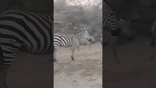 Zebra Nation/ Zebra in their Natural habitat Resimi