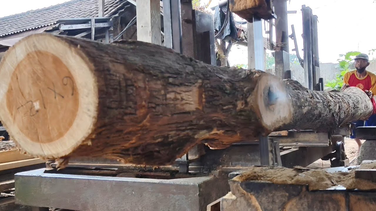 🌲САМАЯ ДЛИННАЯ ТИКОВАЯ ДРЕВЕСИНА! Обработка золотистых древесных бревен🌲