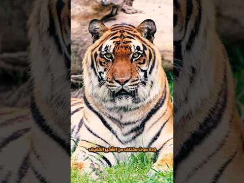 معلومة أول مرة تعرفها عن النمر معلومة النمر 