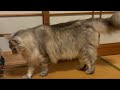 保護猫マツリとモチ