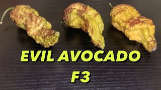 A trio of Evil Avocado F3s by Dean from Conjured Vaporz! Do your homework!