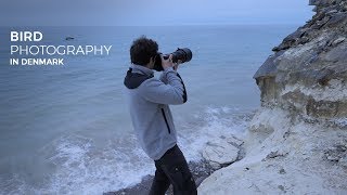 BIRD PHOTOGRAPHY IN DENMARK - wildlife photography behind the scenes [ birds in flight, nikon D5 ]