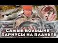 Как мы ловим самых больших хариусов на планете.