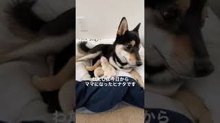 【生後1日目】わたしは豆柴ママのヒナタ #Shorts