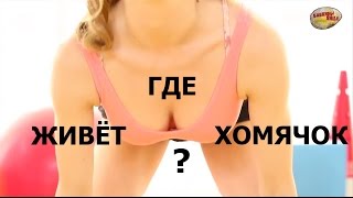 Где живёт хомячок? Бабкины Яйца 88