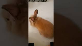 How to train a rabbit