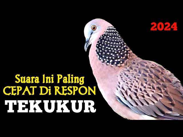 The sound of the Gacor Turtledove for luring and luring wild turtledoves class=