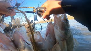 Maumee River Walleye Run First Limit Of The Year