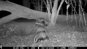 New Forest Explorers Guide - a passing fox frightens a badger cub, but not for long