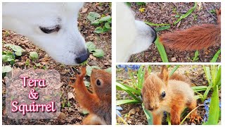 🌷🐻‍❄️ Japanese Spitz meets Baby Squirrel 🐿🌷 by Tera & Luna 366 views 1 year ago 5 minutes, 52 seconds