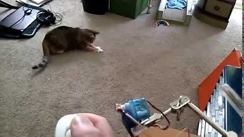 Arduino Laser Cat Toy