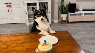 Corgi Stitch Celebrates His Birthday