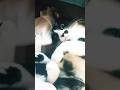 а кто это у нас тут такой хороший #shortvideo #cat #прикольныекоты #шорты #видосыоткота #веселыекоты