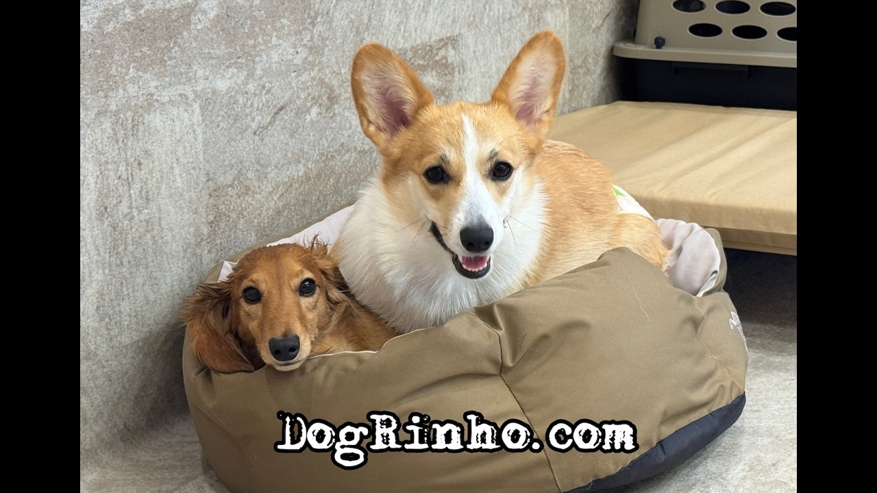 Dog daycare in Japan DogRinho 犬の保育園 20260628 - YouTube