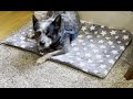 Dog Pad Soft and Fluffy Reversible Dog Bed Mat