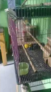 proses Lovebird kawin