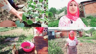 زراعة القرع الأخضر الكوسه  أول مرة بي طريقة جديدة، هذا حال المرأة البدوية لي تحب الزراعة