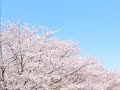 220 NHKみんなのうた 桜、舞う 井上あずみ