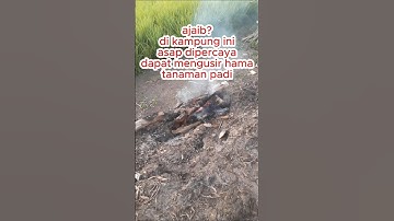 di kampung ini orang percaya asap dapat mengusir hama padi
