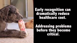 The importance of blood testing as pets age HD/ Importance des analyses sanguines