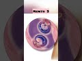 Twins In The Womb Month by Month Fetal Development  During Pregnancy👶🏻😍#shorts #trending #youtube