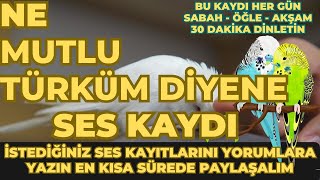 DİNLET KONUŞSUN ►| KESİN KONUŞACAK %100 | MUHABBET KUŞU KONUŞTURMA EĞİTİMİ ►| NE MUTLU TÜRKÜM DİYENE