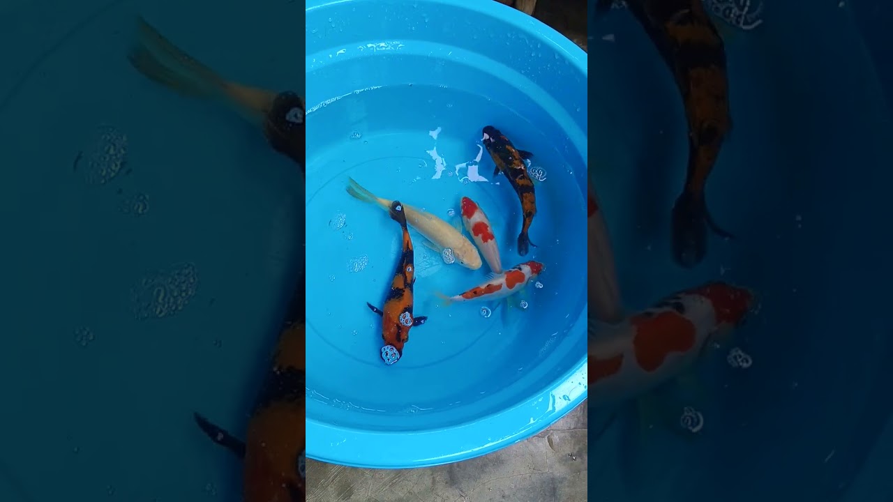 Belanja Ikan di Cinta Iwak Banjardowo Jombang