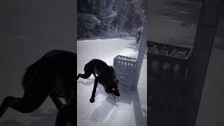 Wolf In Village Part 992