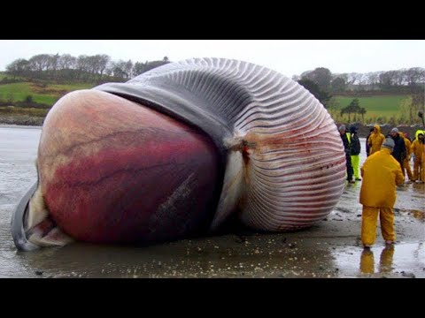 Video: 15 Bezaubernde Orte Auf Der Ganzen Welt, Die Sie Wahrscheinlich Noch Nie Gesehen Haben