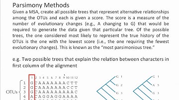 Phylogenetics - Basic Steps - Maximum Parsimony