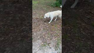 Training our Great Pyrenees not to run away #dogtraining #greatpyrenees #homesteading