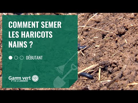 Vidéo: Les haricots nains peuvent-ils être cultivés en pot ?