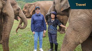 Elephants used in the tourist trade find a safe haven in Chiang Mai | Sue Perkins: Lost in Thailand